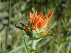 Castilleja applegatei pinetorum