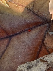 Trombidium auroraense