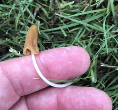 Conocybe deliquescens