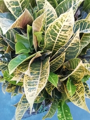 Codiaeum variegatum