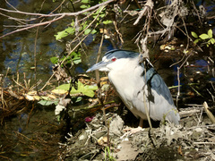 Nycticorax nycticorax