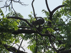 Sciurus variegatoides