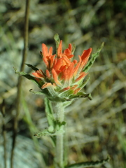 Castilleja applegatei pinetorum