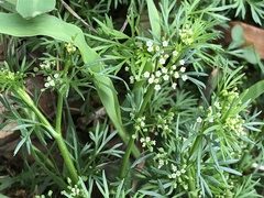 Cyclospermum