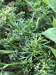 Cyclospermum