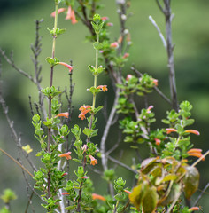 Clinopodium tomentosum