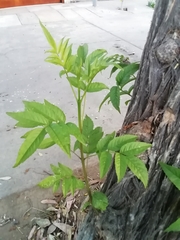 Magnoliopsida
