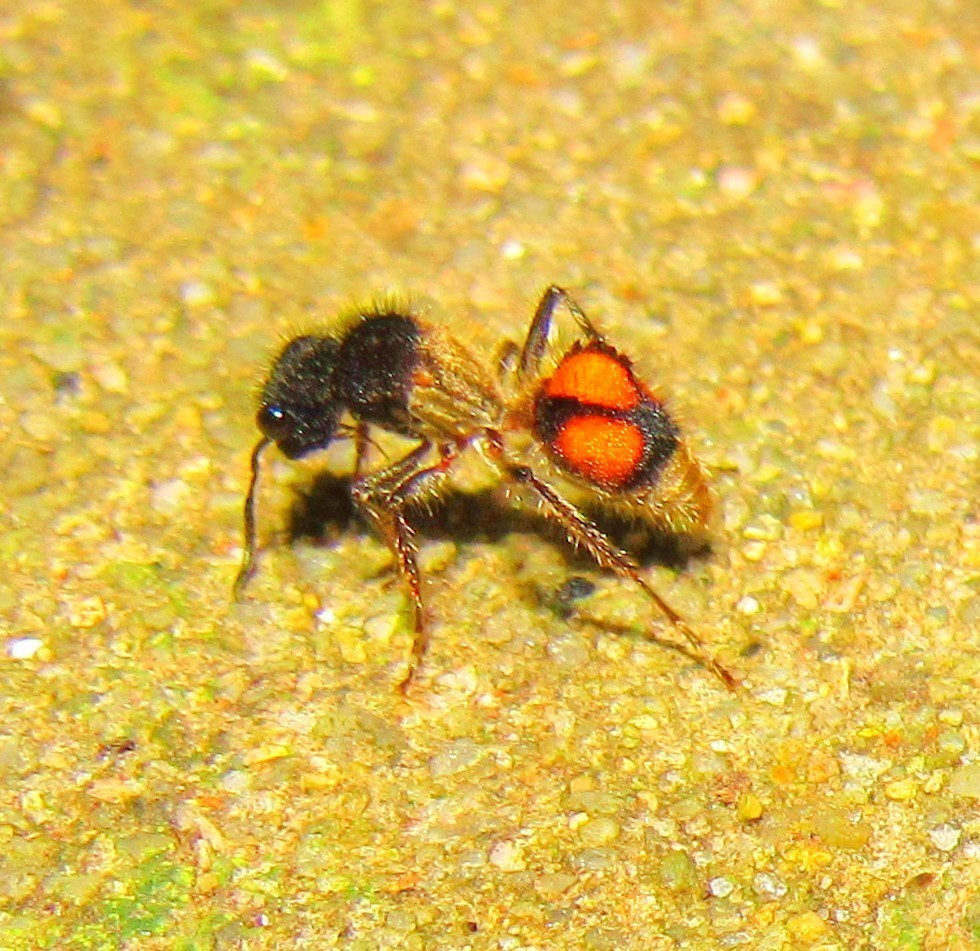 Lophomutilla prionophora