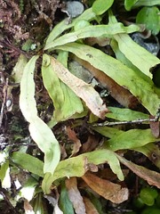 Notogrammitis ciliata