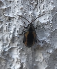 Phyllotreta striolata