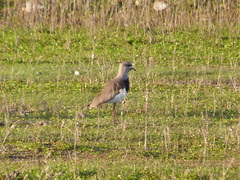 Vanellus chilensis