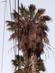 Washingtonia robusta