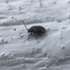 Phyllotreta striolata