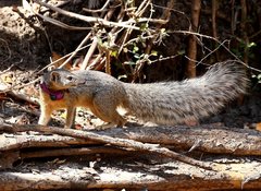 Narrow-Striped Mongoose photo 1