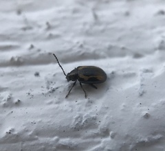 Phyllotreta striolata