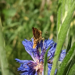 Hylephila phyleus