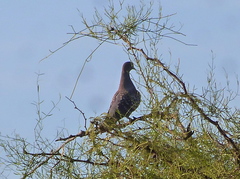 Patagioenas maculosa