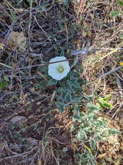 Calystegia collina oxyphylla