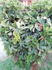 Heptapleurum arboricola