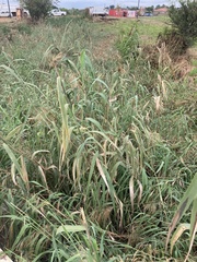 Phragmites australis