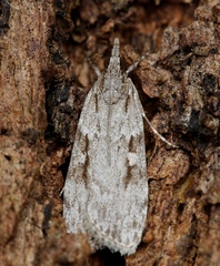 Scoparia ochrophara