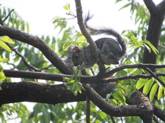Sciurus variegatoides