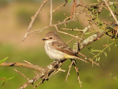 Pyrocephalus rubinus