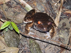 Leptodactylus knudseni