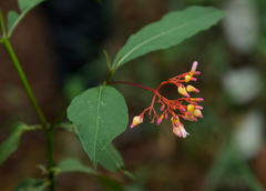 Palicourea marcgravii