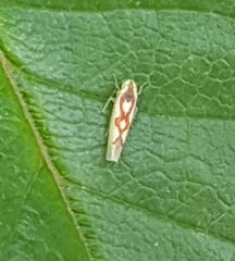 Zygina flammigera