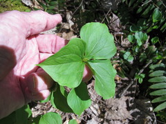Trillium cernuum