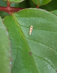 Zygina flammigera