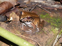 Leptodactylus knudseni