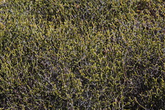 Passerina truncata