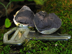 Lycogala flavofuscum