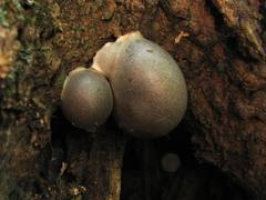 Lycogala flavofuscum
