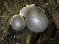 Lycogala flavofuscum