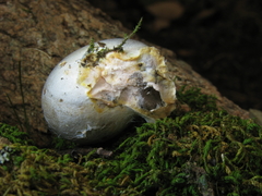 Lycogala flavofuscum