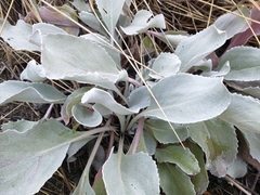 Senecio