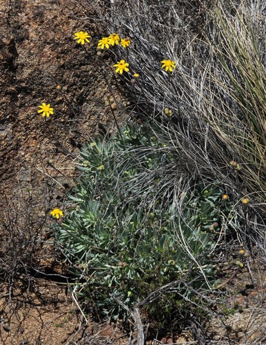 Othonna retrorsa