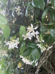 Trachelospermum jasminoides image