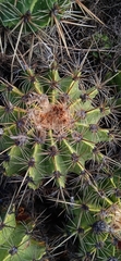 Ferocactus flavovirens