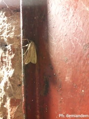 Lepidoptera