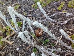 Senecio patagonicus