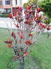 Magnoliopsida