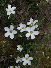 Arenaria montana