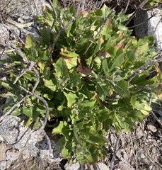 Munzothamnus blairii