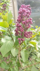 Syringa vulgaris