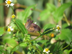 Theagenes dichrous