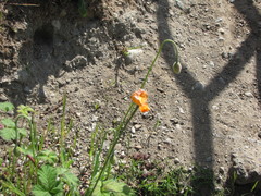 Papaver atlanticum